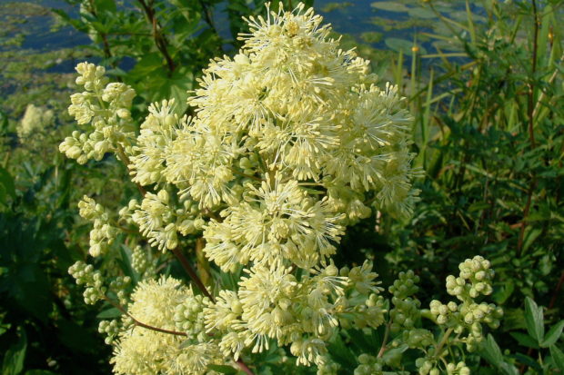 Common meadow-rue