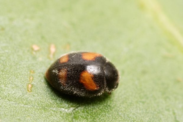 The rare four-spotted nephus ladybird!