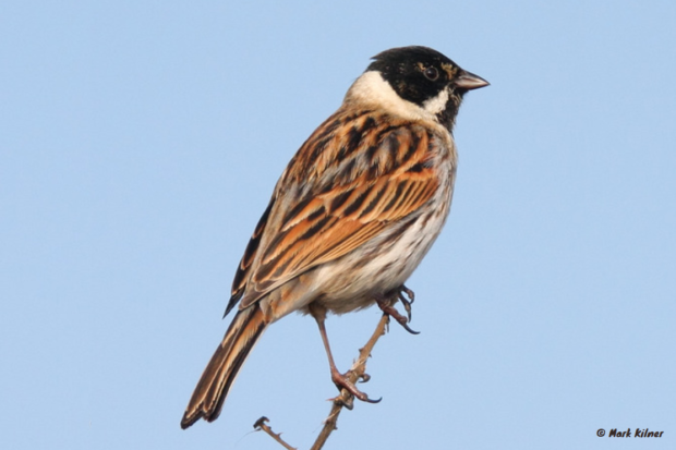 Photograph of a reed bunting