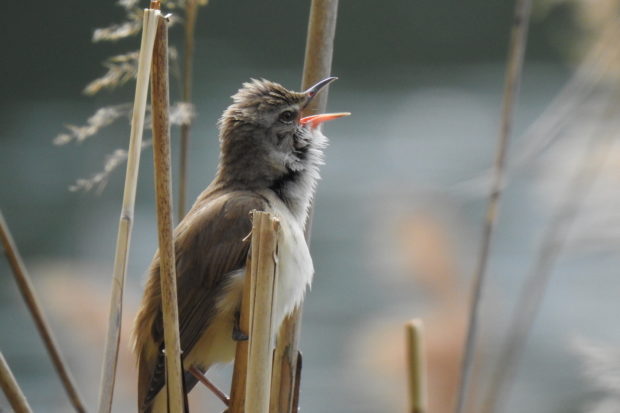 Reed warbler