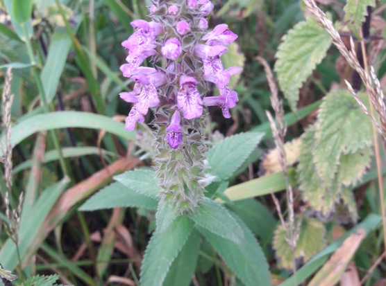 Photograph of the attractive plant marsh woundwort