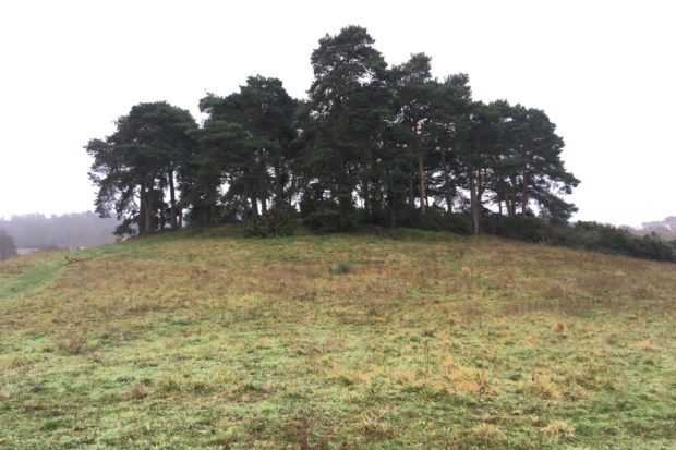 Photograph of a Broadmoor Farm Meadows knoll