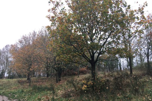 Photograph of young oak trees Horseshoe Lake