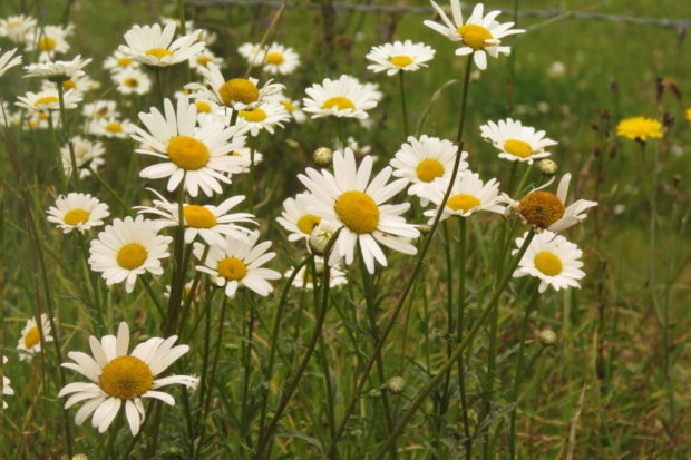 Photograph of Oxeye Daisy