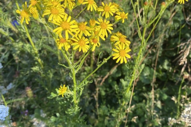 Photograph of ragwort.