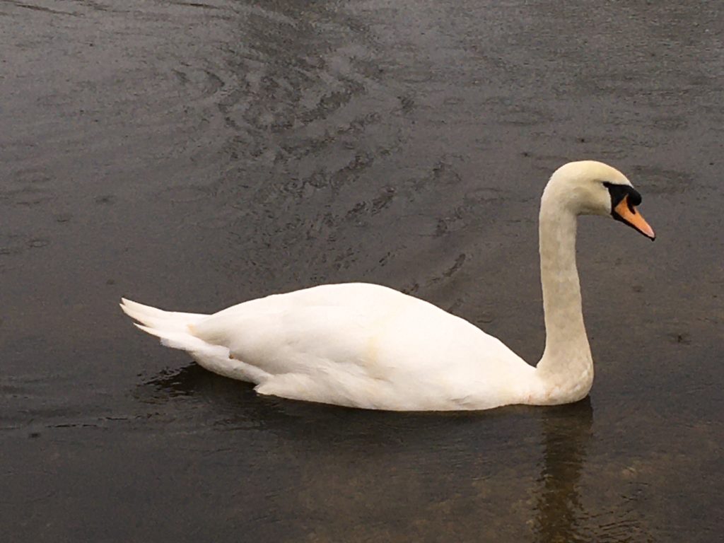 Photograph of a mute swan.