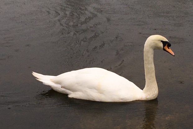 Photograph of a mute swan.