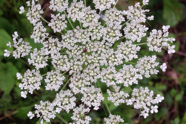 Photograph of Wild Carrot flower