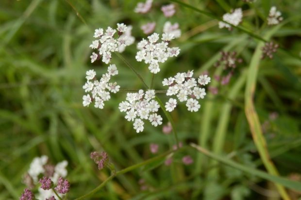 Photograph of Upright Hedge Parsley flower.