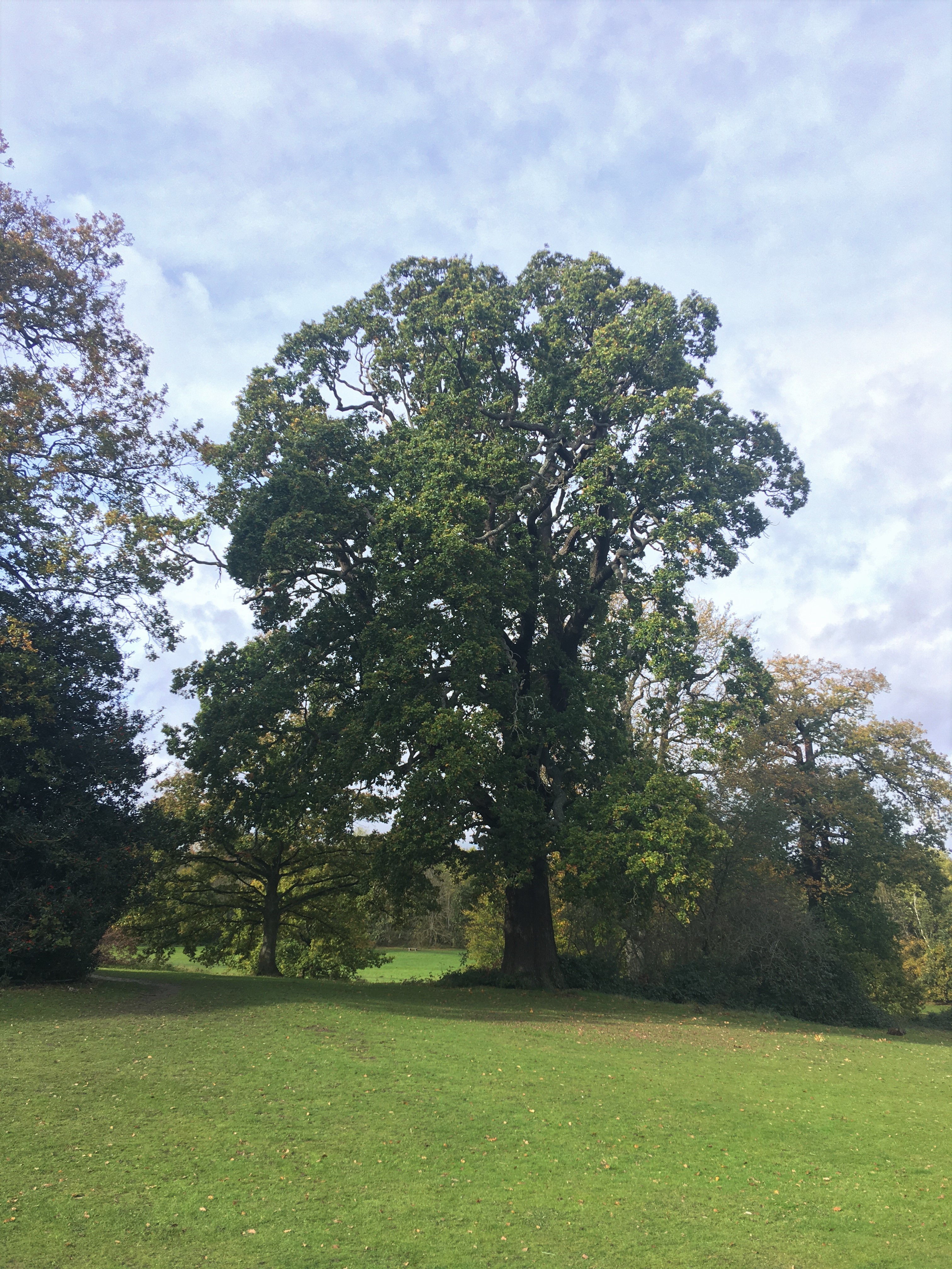 Photograph of mature oak tree at Homewood Park