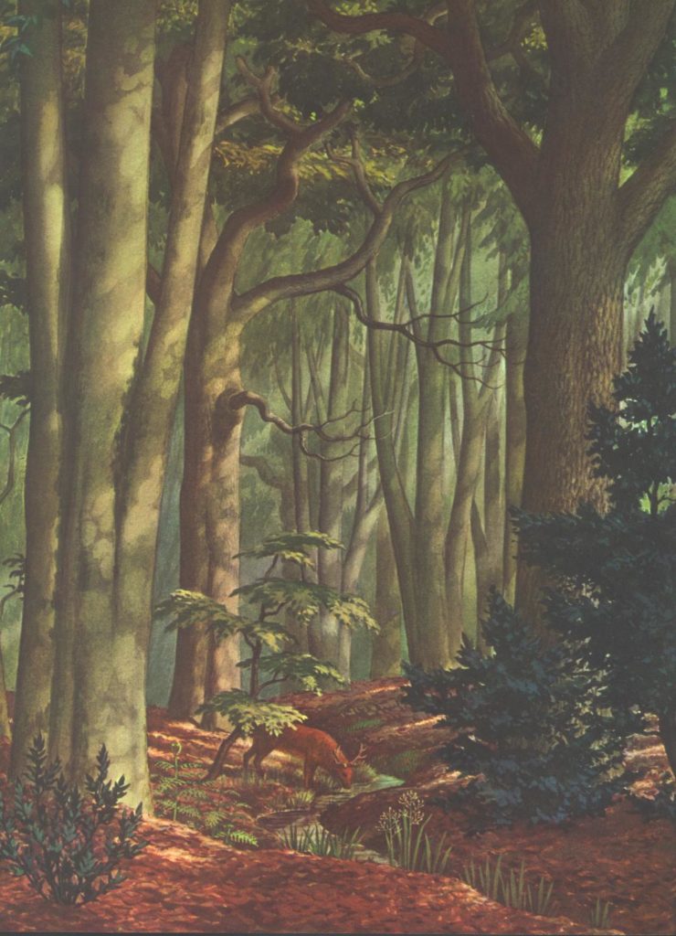 Illustration of a wild woodland.