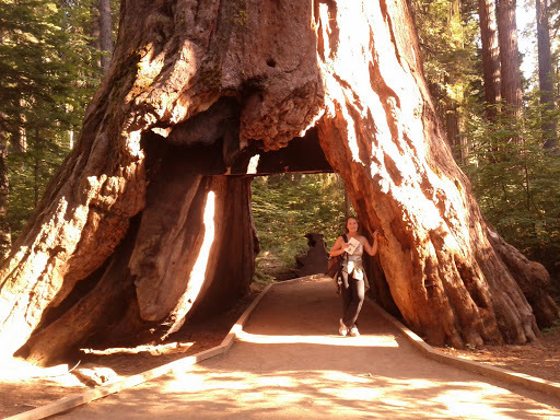 Photograph od a woman standing on a path that goes right through a huge Wellingtonia tree