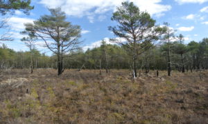 Photograph of Langshot Bog at Chobham Common in Surrey