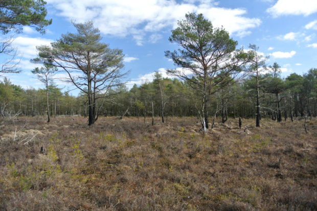 Photograph of Langshot Bog at Chobham Common in Surrey