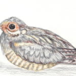 Drawing of a nightjar on the ground