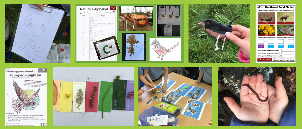Montage of schools activities including nightjar colouring sheet and Nature's Alphabet activity sheet