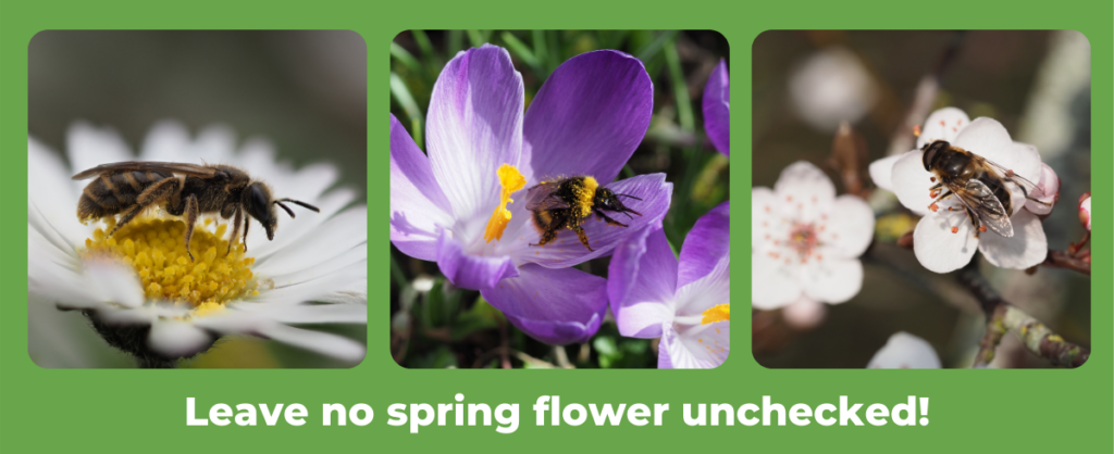 A selection of bees and a hoverfly on spring flowers