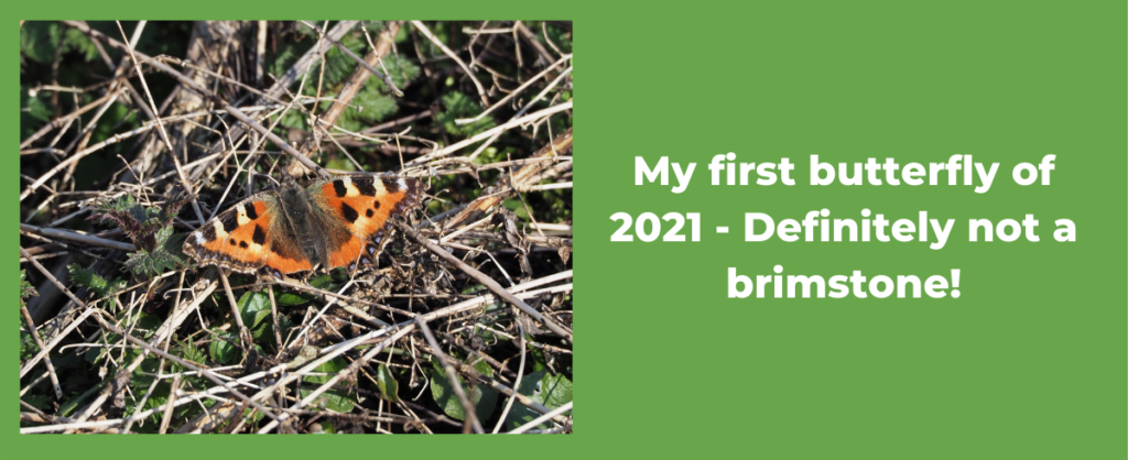 A small tortoiseshell warms itself in the early March sun