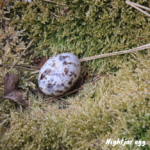 Photograph of a nightjar egg on the ground