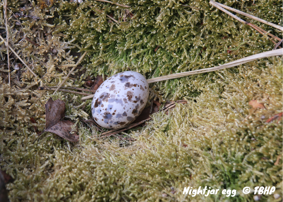 Photo of nightjar egg on the ground