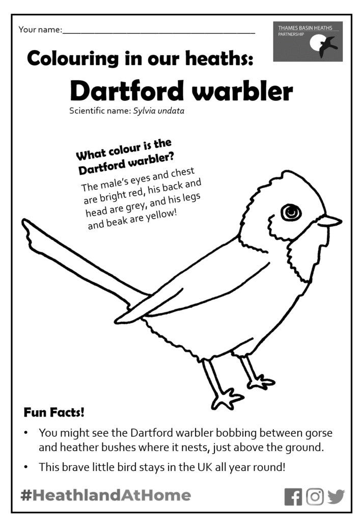 Click to download the Dartford warbler colouring sheet!