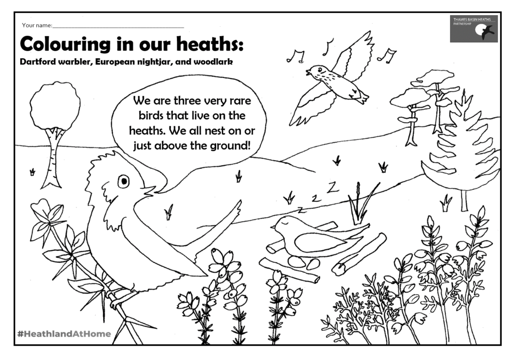 Click to download a heathland colouring sheet!