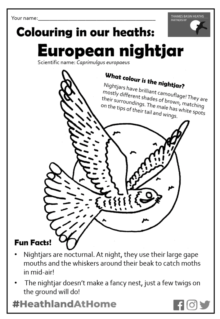 Click to download the nightjar colouring sheet