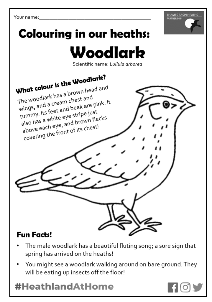 Click to download the woodlark colouring sheet