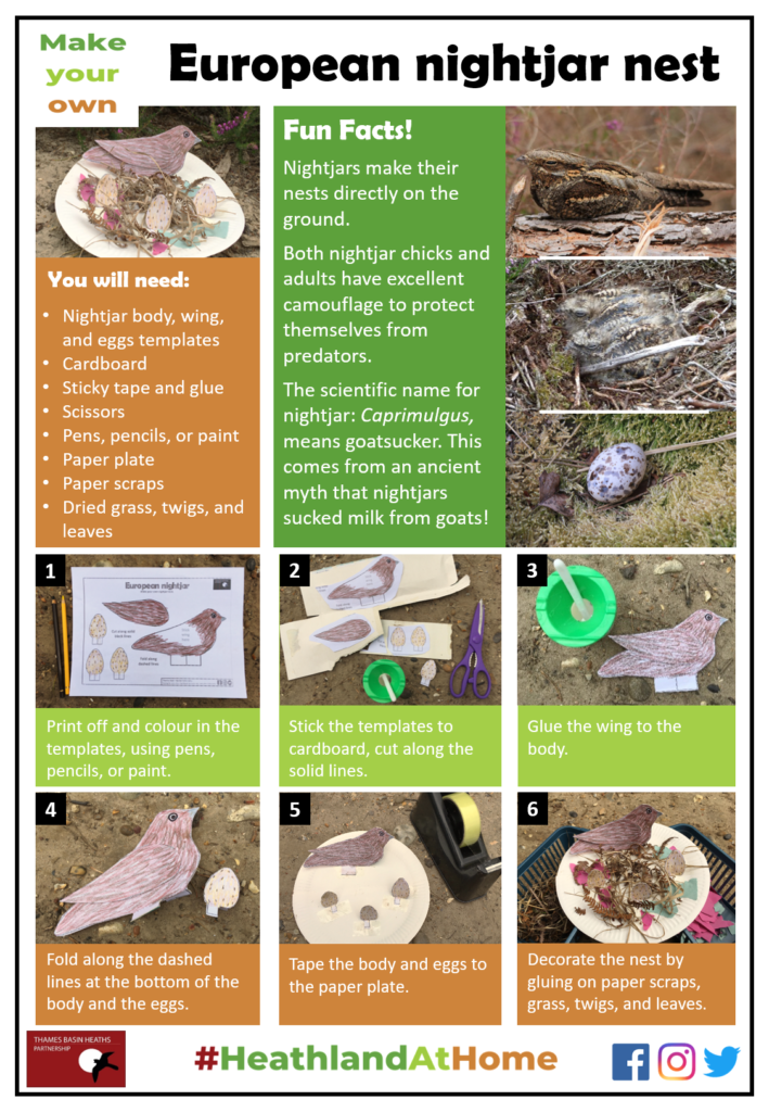 Click to download the nightjar nest activity sheet