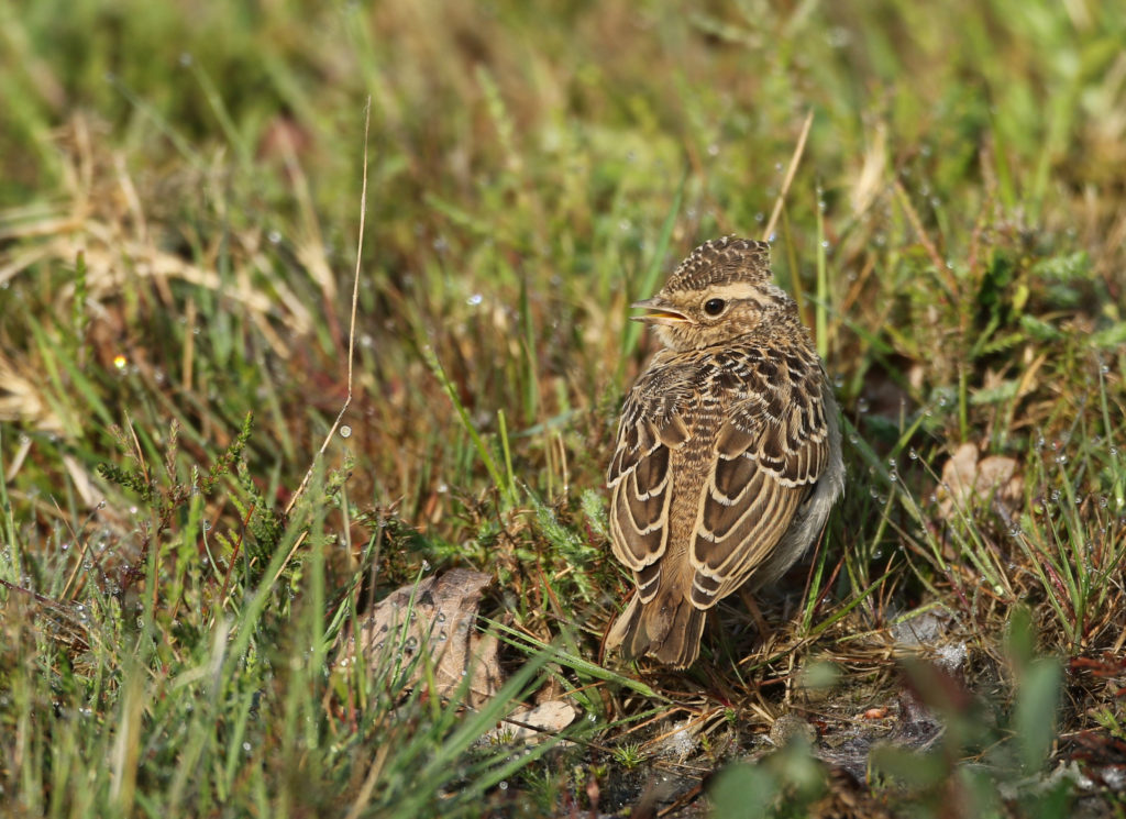 A woodlark on the ground