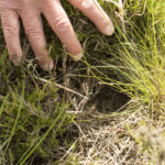 Photograph of a woodlark nest in a tussock on the ground