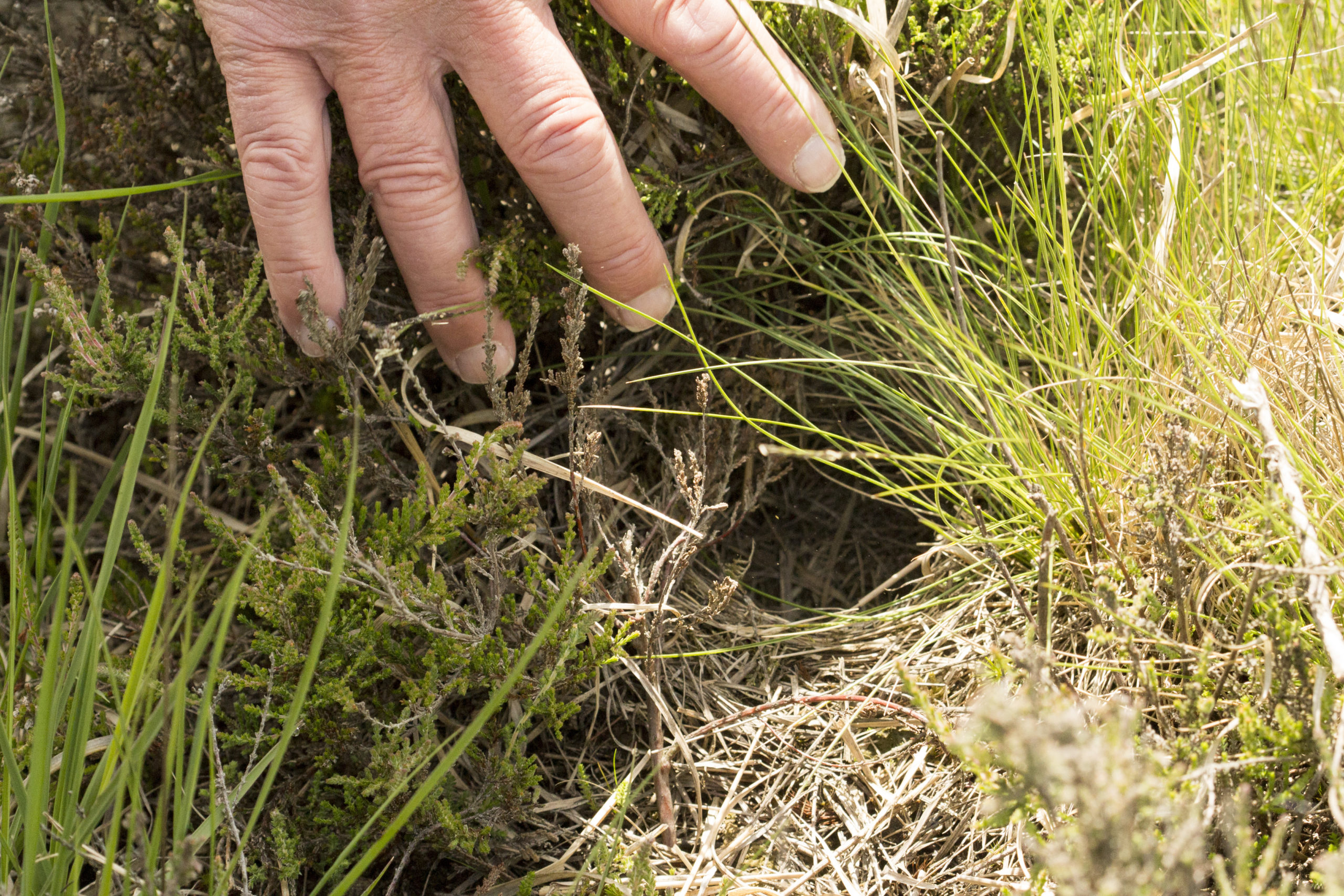 Photograph of a woodlark nest in a tussock on the ground