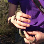 Photograph of grass snake being handled, it's no thicker than a finger