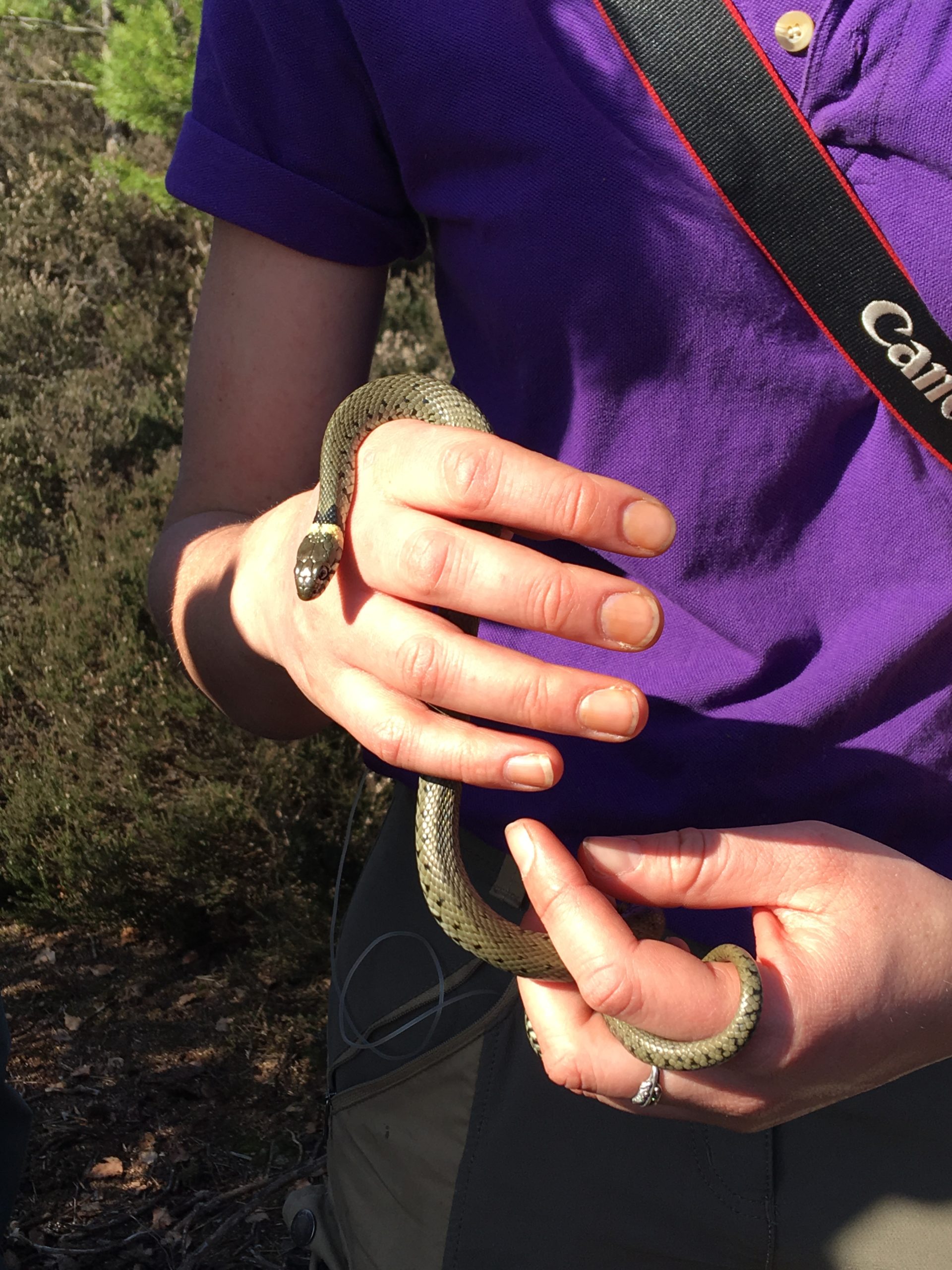 Grass Snake .UK Native. Playing dead, A Grass Snake defence…