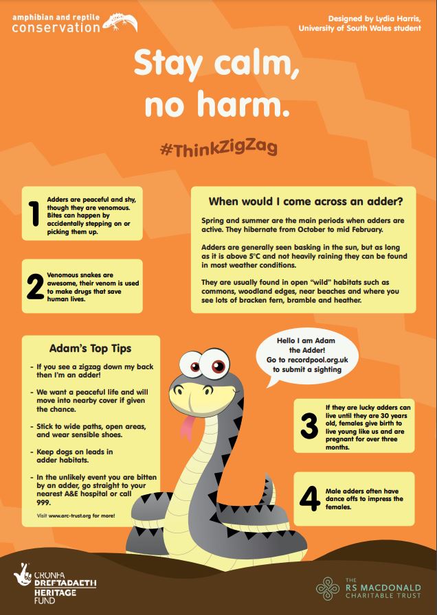 Stay calm, no harm. Leaflet about adders cover image