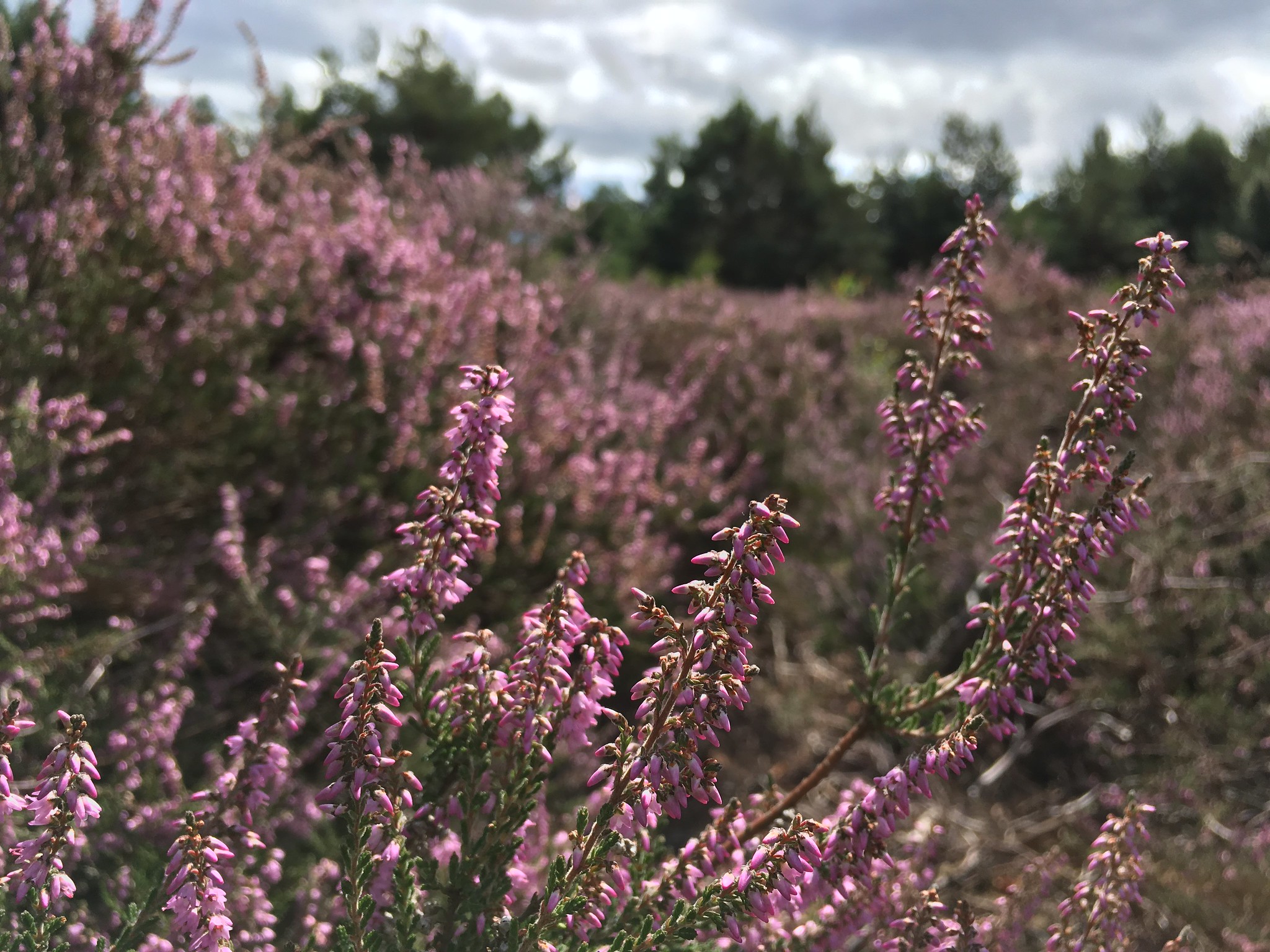 Photograph of common heather in bloom