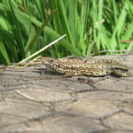 Photograph of a common lizard