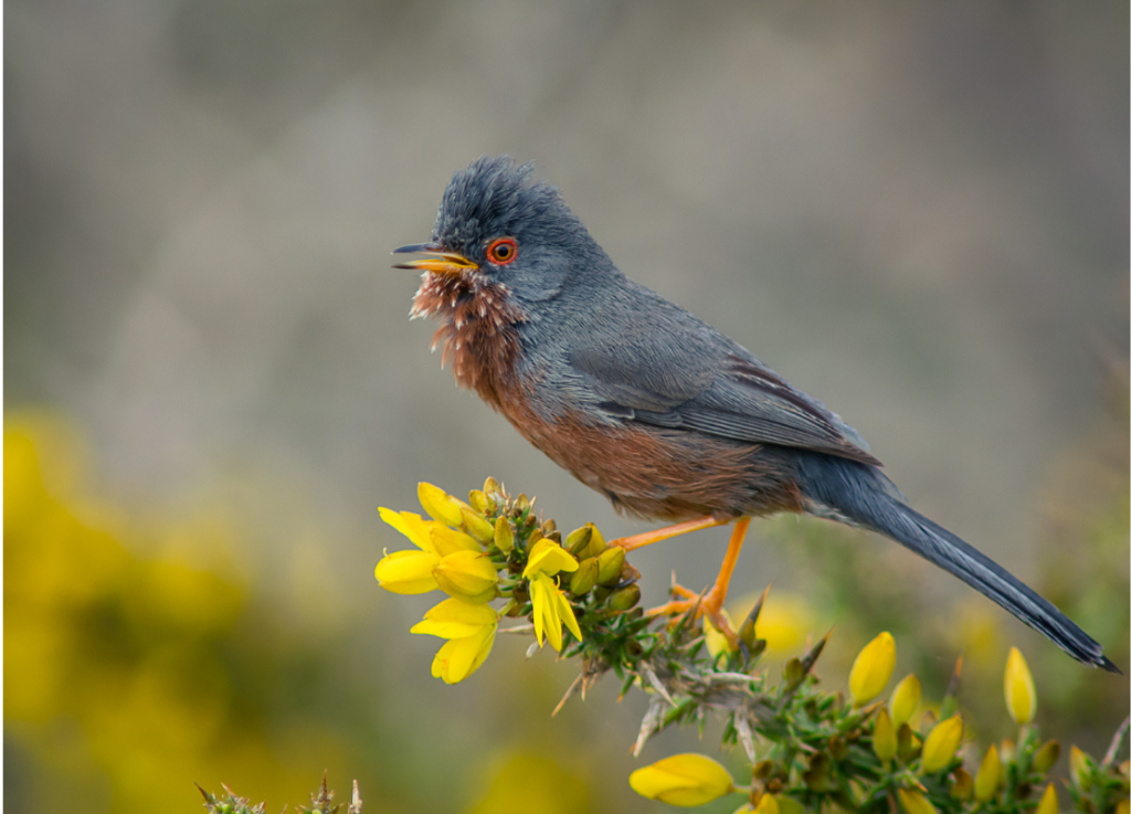 Photograph of a male Dartford warbler perched on flowering gorse