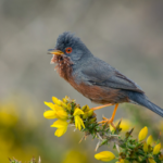 Photograph of a male Dartford warbler perched on flowering gorse