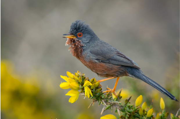 Photograph of a male Dartford warbler perched on flowering gorse