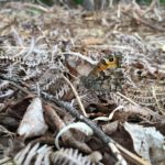 Photograph of a Grayling almost hidden amongst dry leaves