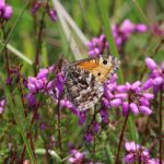 Photograph of a grayling amongst heather