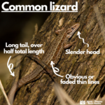 Labelled photograph of a common lizard pointing out slender head, long tail and markings