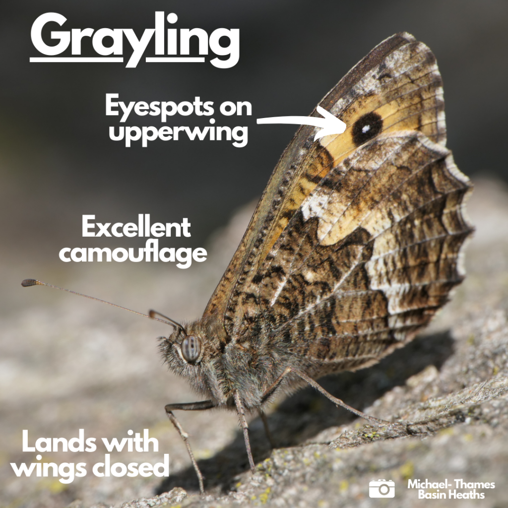 Labelled photograph indicating eye spots on upper wing