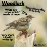 Labelled photograph of a woodlark indicating white eye stripe and short tail