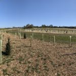 Photograph of greenspace at Runfold Ridge, showing newly planted trees