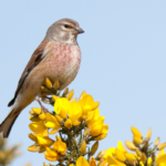 Photograph of a male linnet perched on flowering gorse
