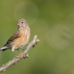 Photograph of a female linnet perched on twig