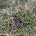 Photograph of linnet on the ground
