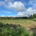 Photograph of recently cleared block of forestry